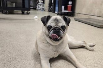 : Approximate 13-year-old neutered male, 21.60 lbs, tan Pug. Credit: RCDAS